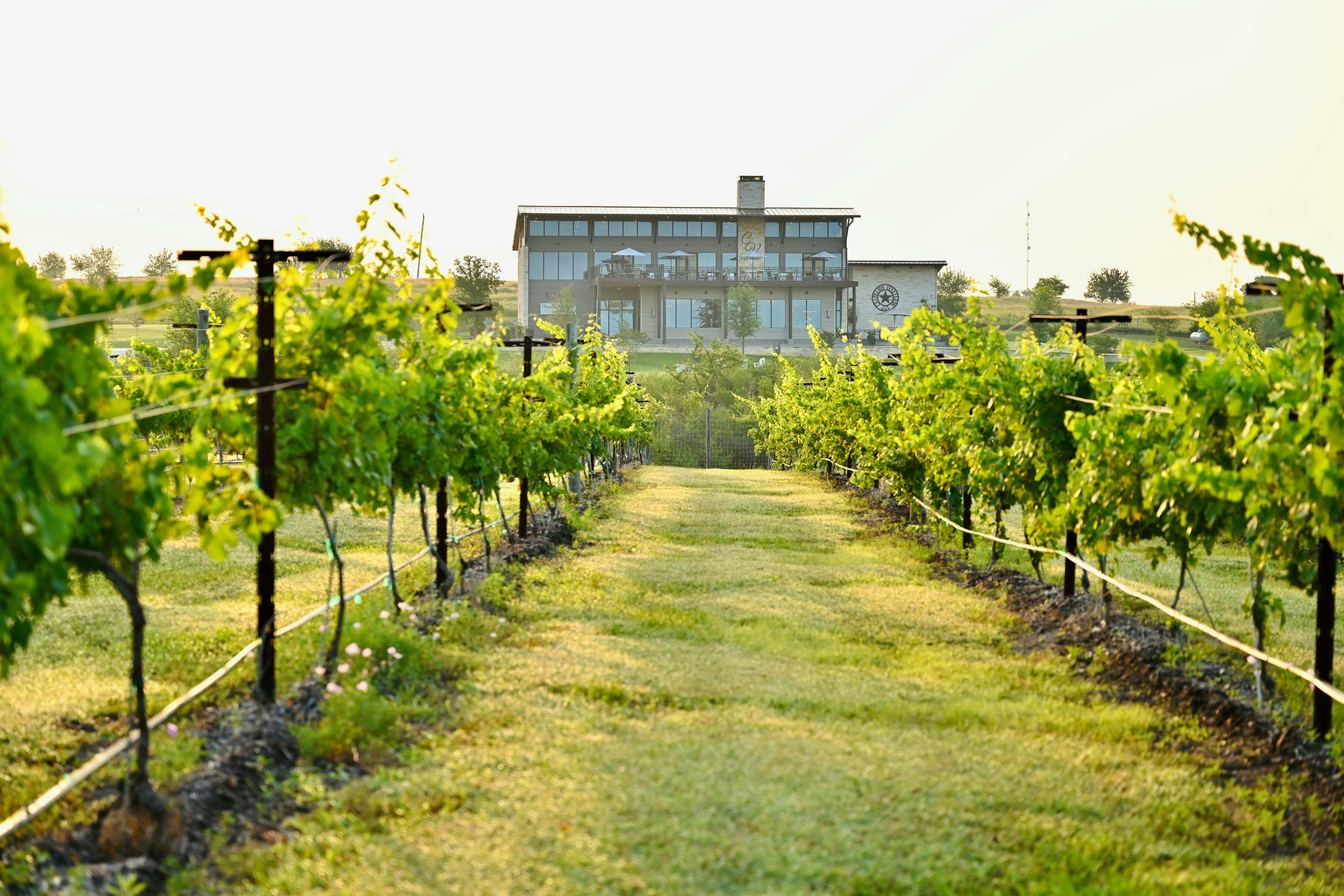 Chapelton Vineyards