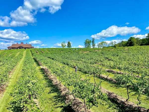 green, agriculture, plantation, field, plain, land lot