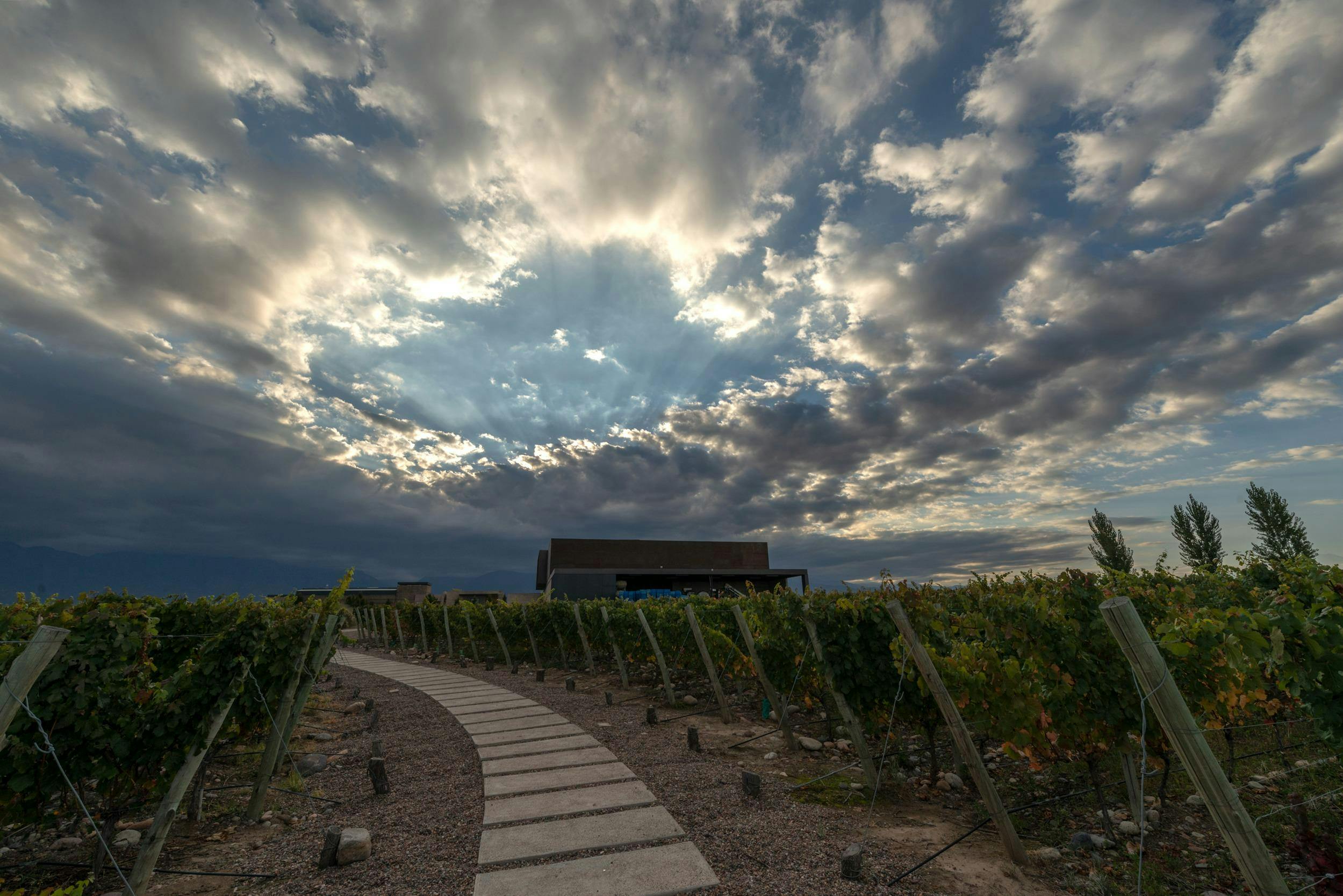 Bodega Corazon Del Sol