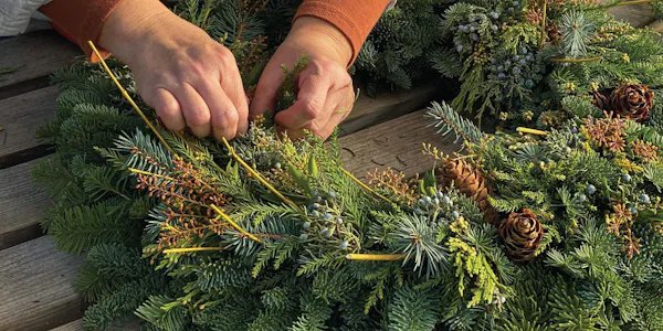 plant, leaf, botany, larch, grass, terrestrial plant