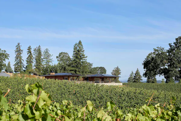 land lot, plantation, agriculture, vineyard, larch, conifers