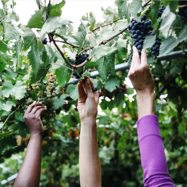 hand, plant, food, fruit, flower, seedless fruit
