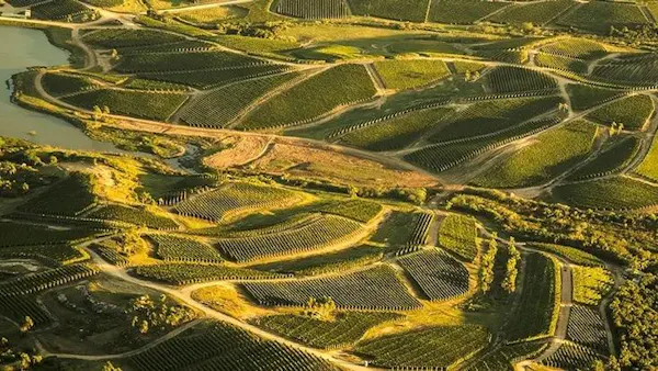 landscape, field, aerial photography, plantation, agriculture, bird's-eye view