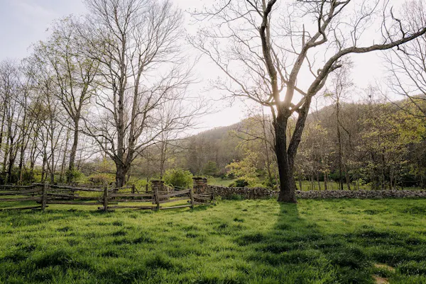 grass, wood, grassland, natural landscape, pasture, land lot
