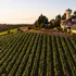 Willamette Valley Vineyards
