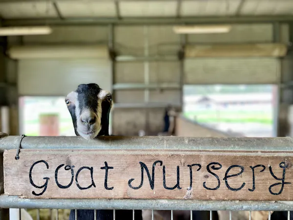 goats, goat, terrestrial animal, snout, livestock