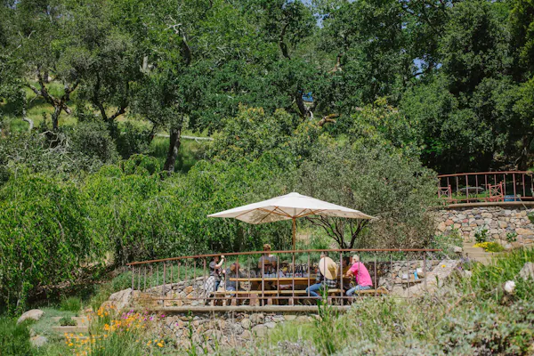 shrub, plant community, garden, spring, recreation, outdoor table