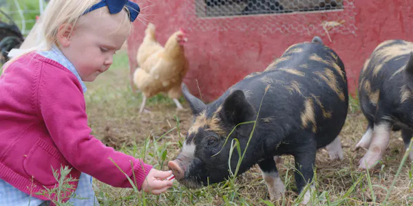 domestic pig, suidae, vertebrate, snout, livestock, farm