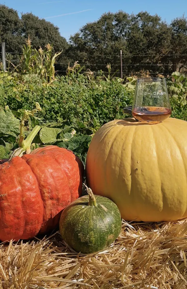 pumpkin, produce, calabaza, winter squash, natural foods, food