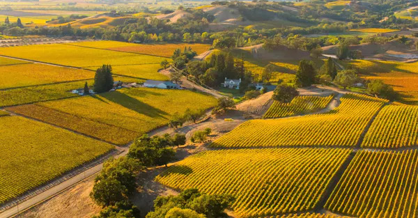 yellow, agriculture, field, plantation, plain, rural area