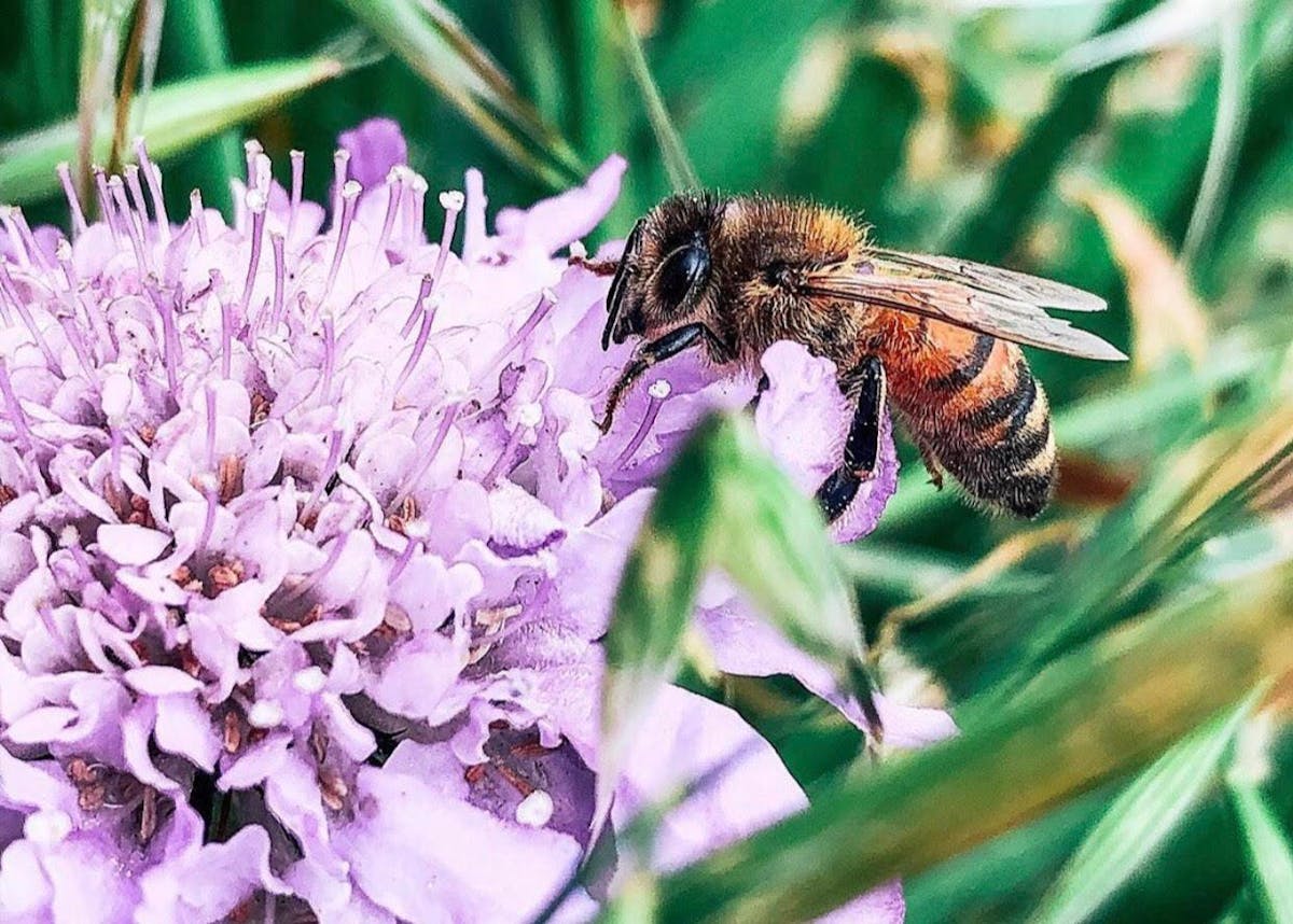 Heidrun Meadery Point Reyes Station, CA Tock