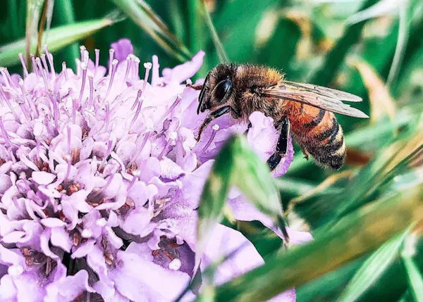 honeybee, bee, insect, flower, bumblebee, membrane-winged insect