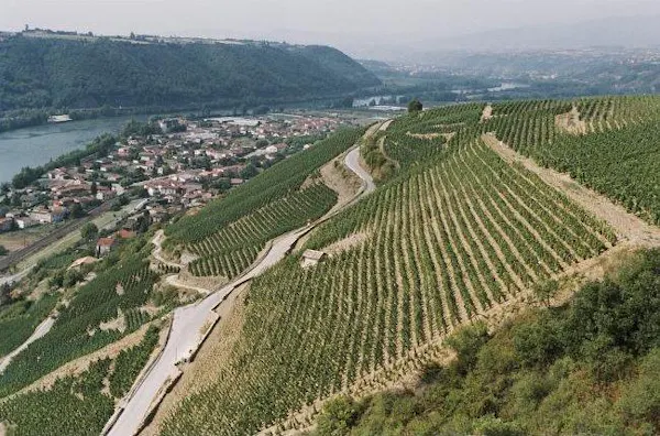 agriculture, plantation, field, landscape, aerial photography, rural area