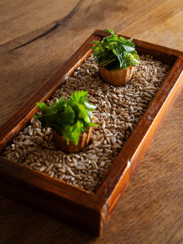 flowerpot, natural material, houseplant, hardwood, produce, herb