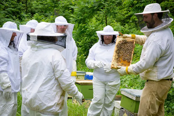beekeeper, beehive, apiary, pollinator, insect, arthropod