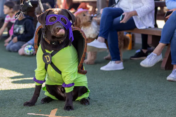 shoe, dog, purple, carnivore, dog breed, dog supply