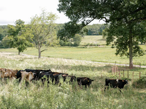 grass, grassland, pasture, bovinae, herd, landscape