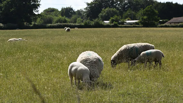 sheep, grass, ovis, grassland, pasture, grazing