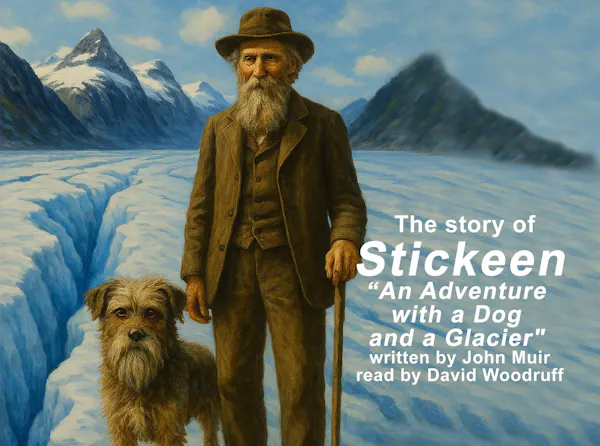 dog, carnivores, facial hair, beard, moustache, canidae