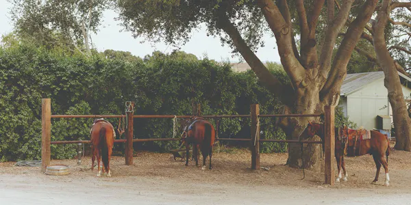 horse, working animal, horse tack, sorrel, horse supplies, bridle