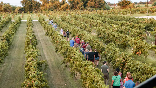 agriculture, plantation, vineyard, field, crop, grapes