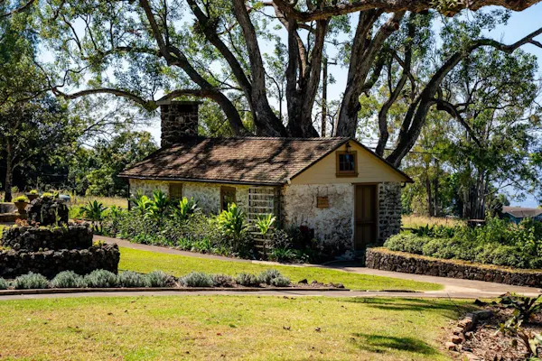 tree, grass, leaf, plants, house, shrub