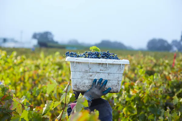 agriculture, fruit, farmworker, grapes, plantation, produce