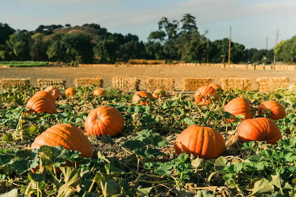 pumpkin, calabaza, produce, winter squash, natural foods, vegetable