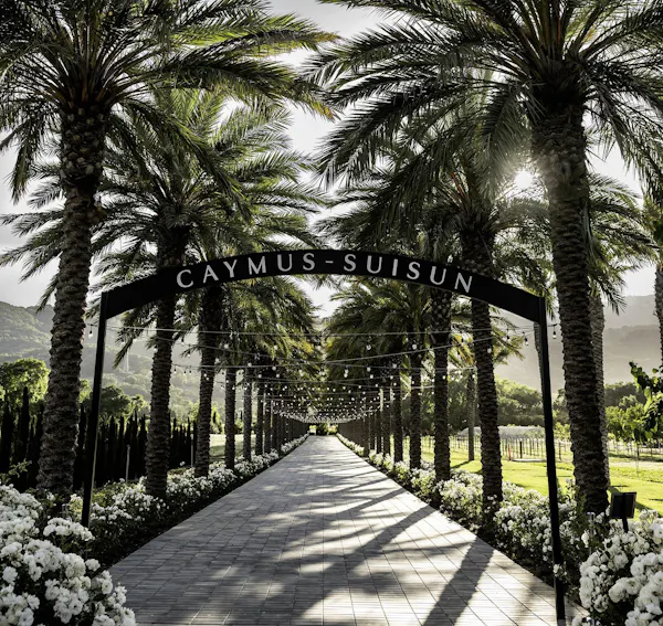 tree, garden, palm trees, landscaping, walkway, shade