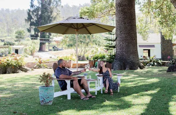 plant, tree, table, shade, outdoor furniture, umbrella