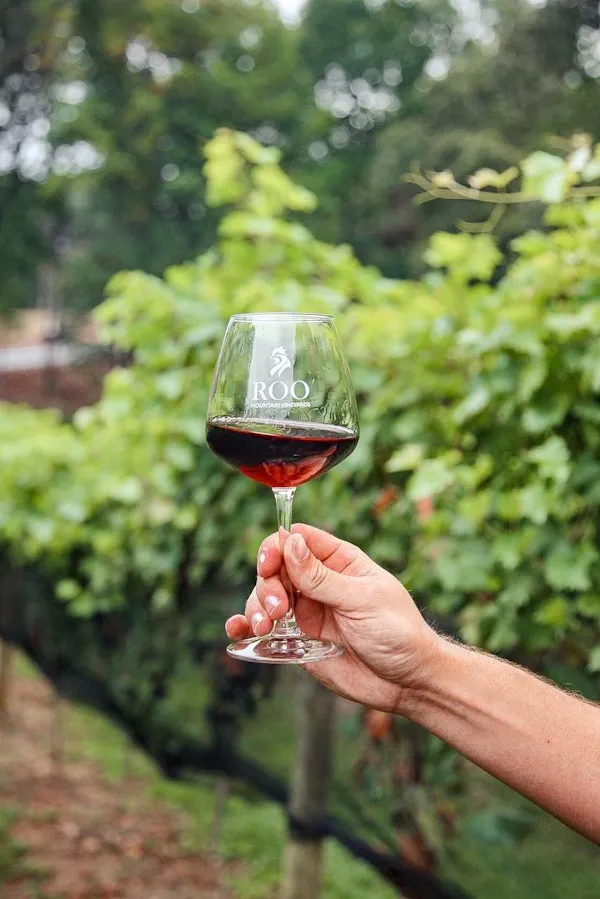 plant, drinkware, stemware, wine, tableware, wine glass