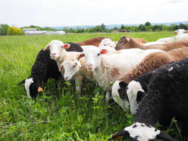 sheep, grass, herd, vertebrate, ovis, pasture