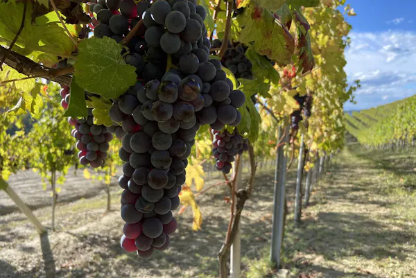 agriculture, grapes, vineyard, grape, fruit, seedless fruit