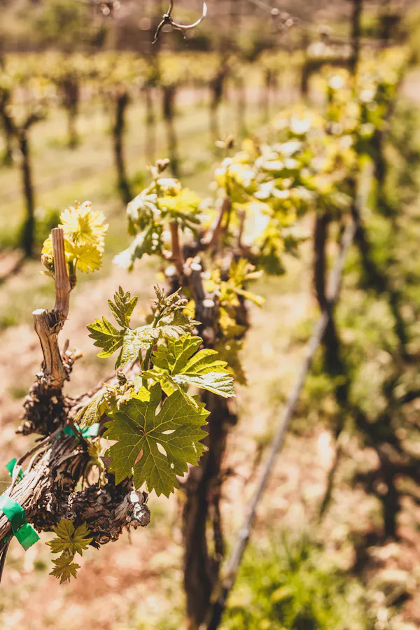 green, yellow, agriculture, flowering plant, grapes, plant stem