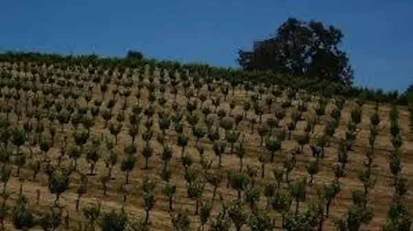 agriculture, plantation, land lot, field, plain, rural area