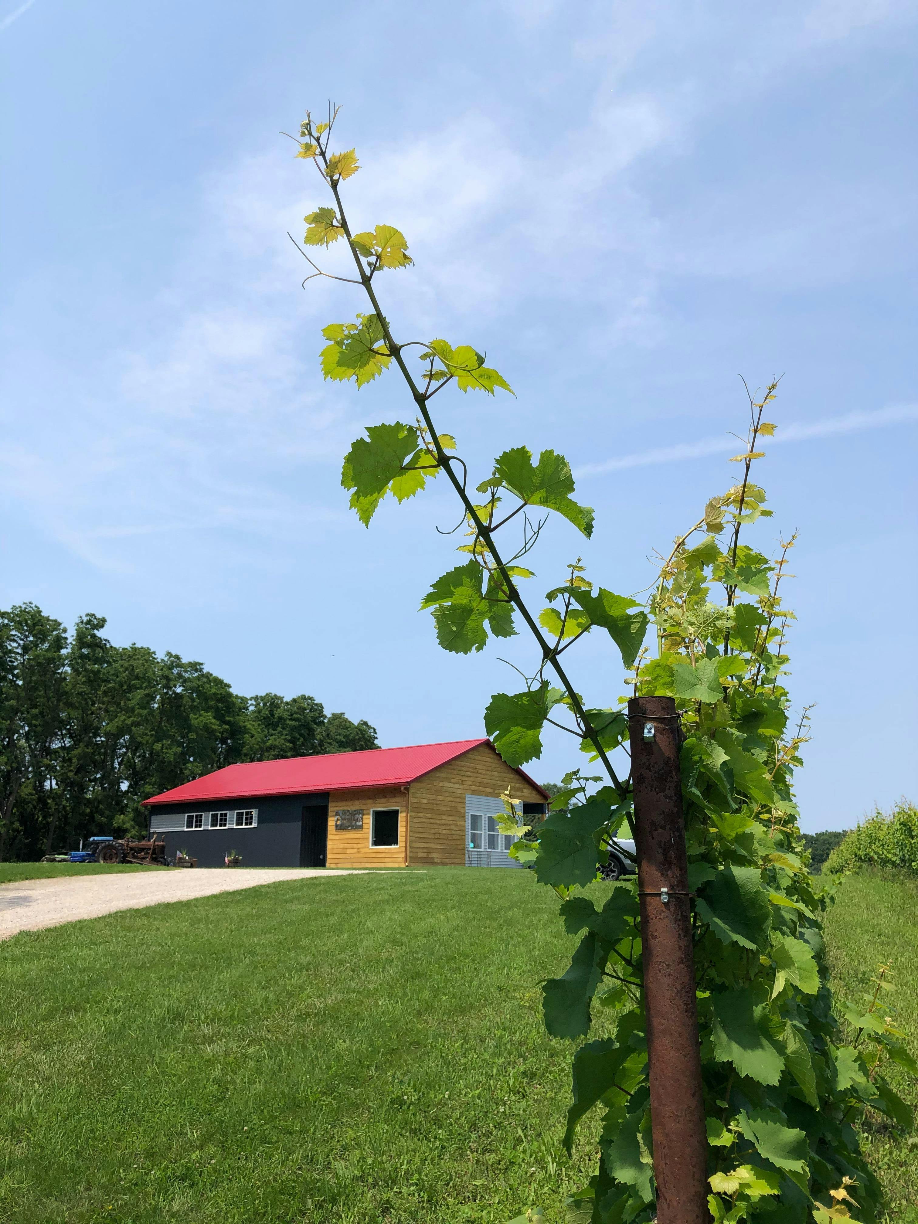 Michigan Wine Company