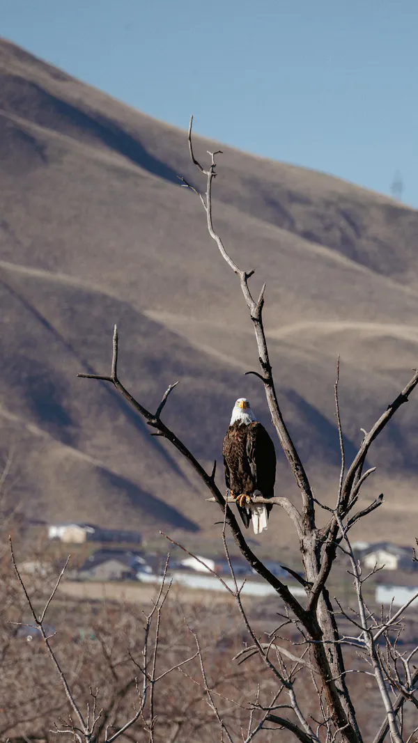 bird, accipitridae, bald eagle, bird of prey, vertebrate, eagle