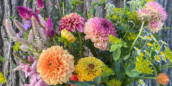 flower, petal, yellow, green, plants, pink