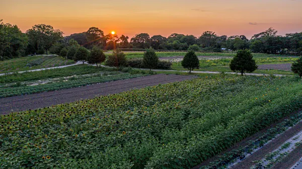 green, shrub, plantation, plain, agriculture, land lot