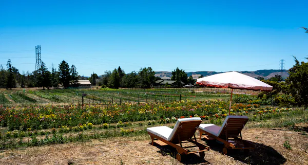 garden, umbrella, outdoor furniture, landscaping, shade, eco hotel