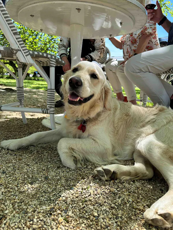 dog, carnivores, canidae, snout, working animal, pet supply