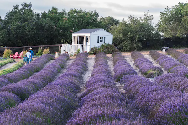 shrub, garden, lavender, english lavender, field, french lavender