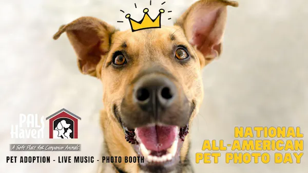 dog, carnivores, snout, logo, canidae, pet supply
