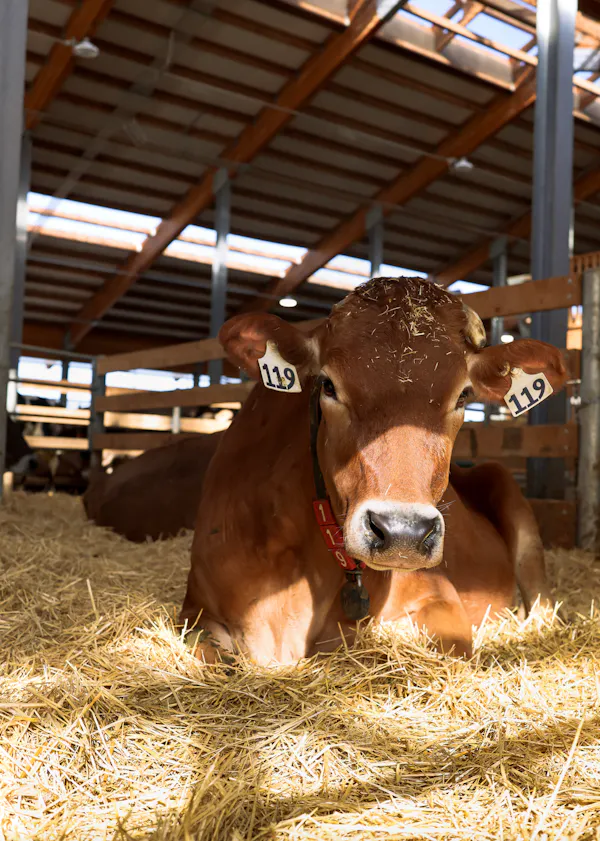 dairy cattle, temple, bovinae, terrestrial animal, snout, rural area