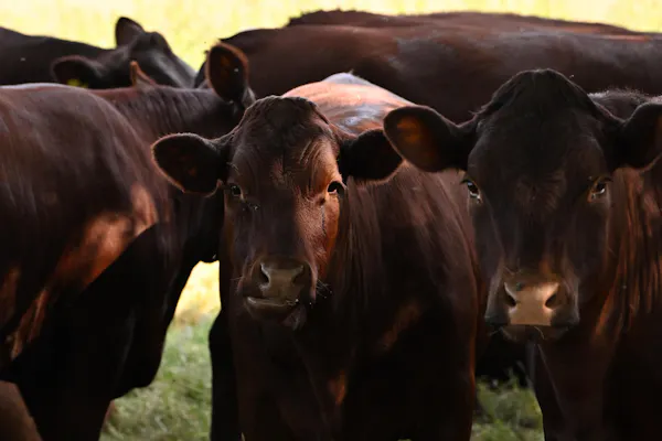 neck, bovinae, terrestrial animal, herd, working animal, brown