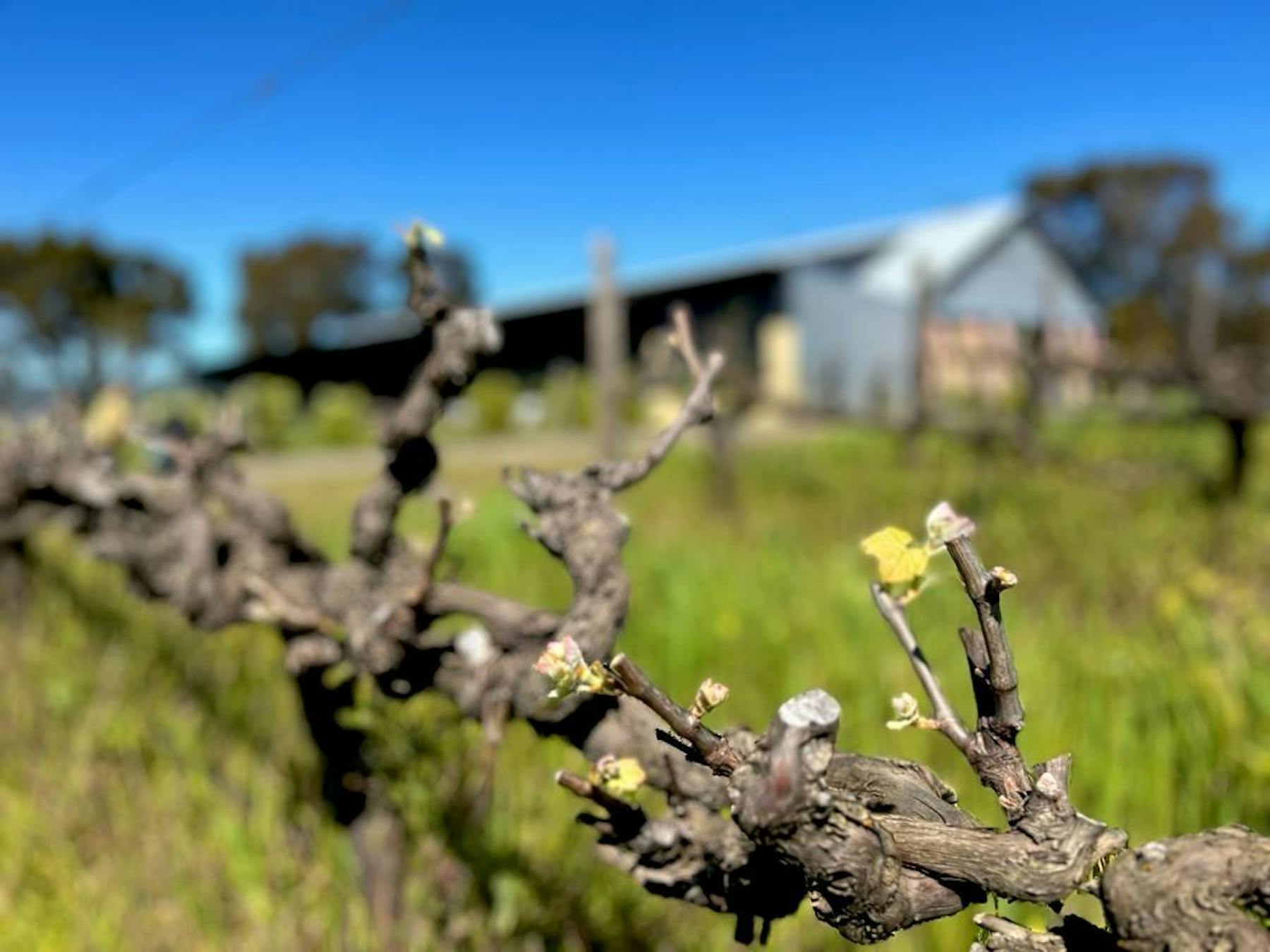 Chalk Hill Wines McLaren Vale, SA Tock