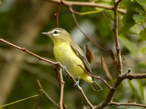 bird, beak, yellow, twig, wing, passerine