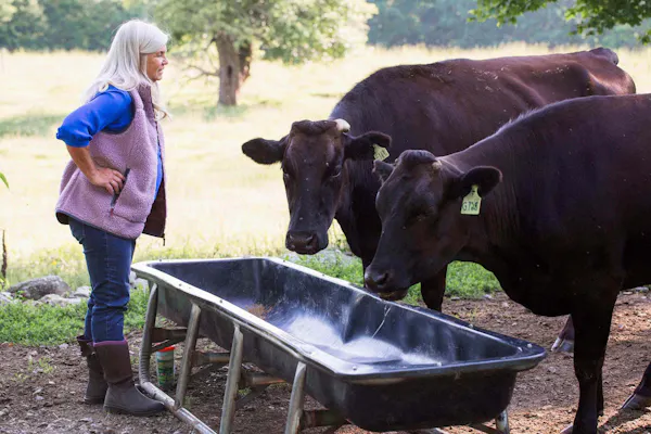 bovinae, dairy cattle, working animal, farm, livestock, pasture