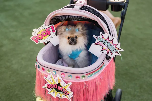 dog, carnivores, dog clothes, toy dog, fur, snout