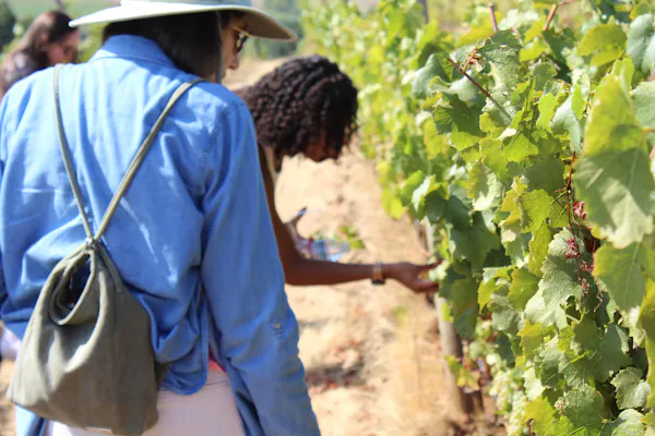 agriculture, farmworker, hat, plantation, sun hat, people in nature